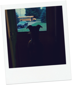 A Dog's Purpose